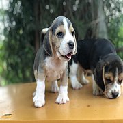 น้องบีเกิ้ล สีบลู สามสี ไม่แพงจ้า