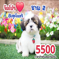 📢 ชิสุห์แท้ บ้านกิ๊ฟซ่า กรุงเทพ ส่งทั่วไทย ส่วนลดจุกๆ