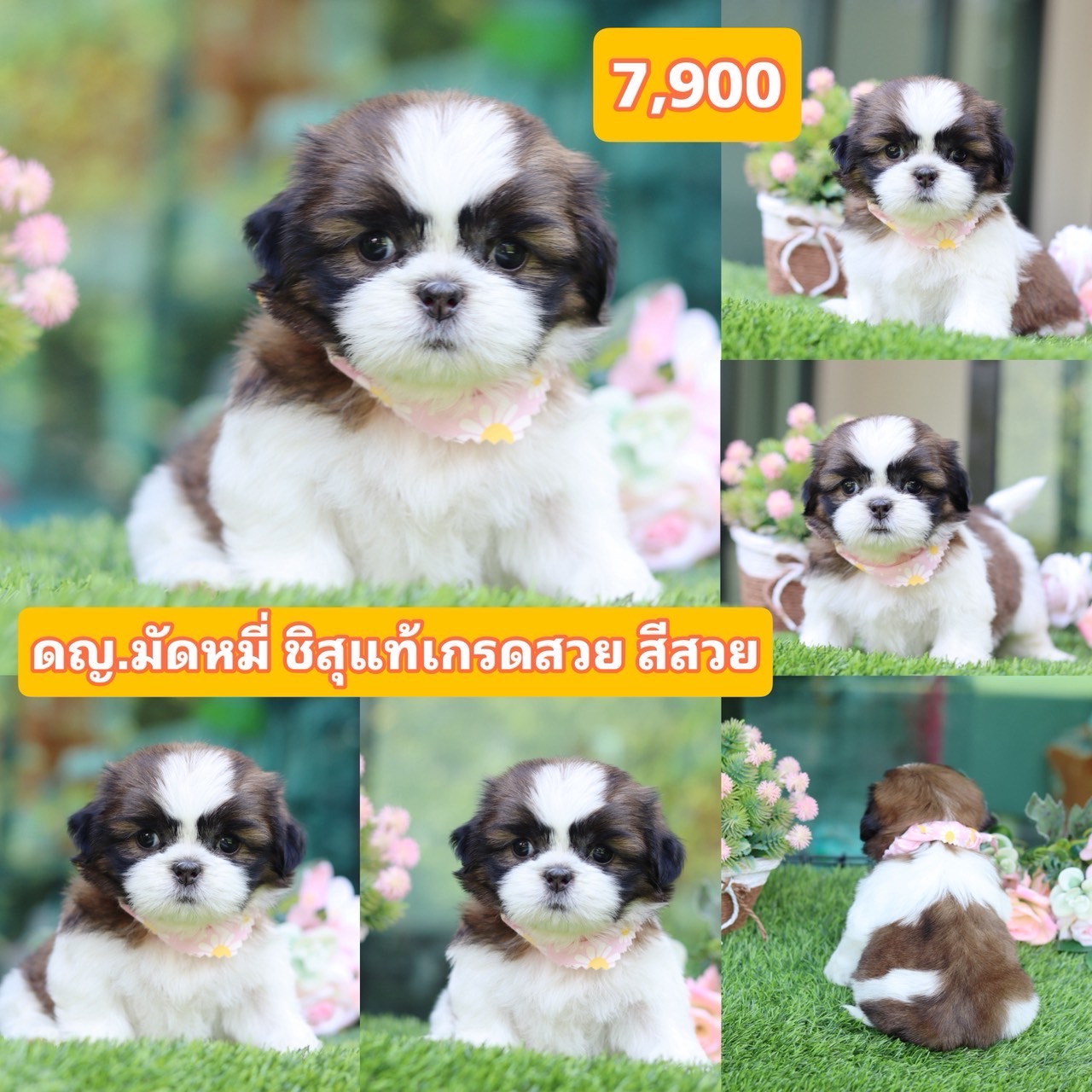 ชิสุผสมปอม