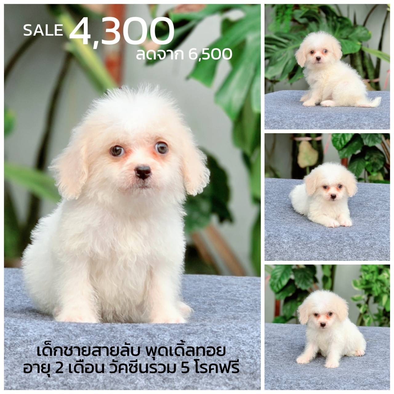 พุดเดิ้ลแท้ พร้อมย้ายบ้าน มีบริการส่ง