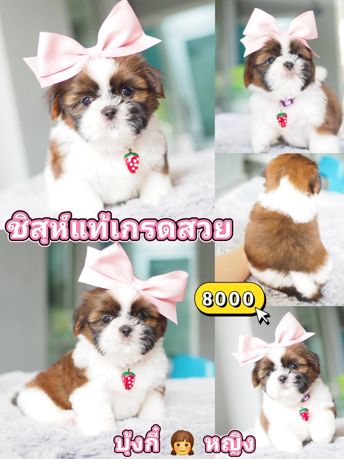 Shihtzu