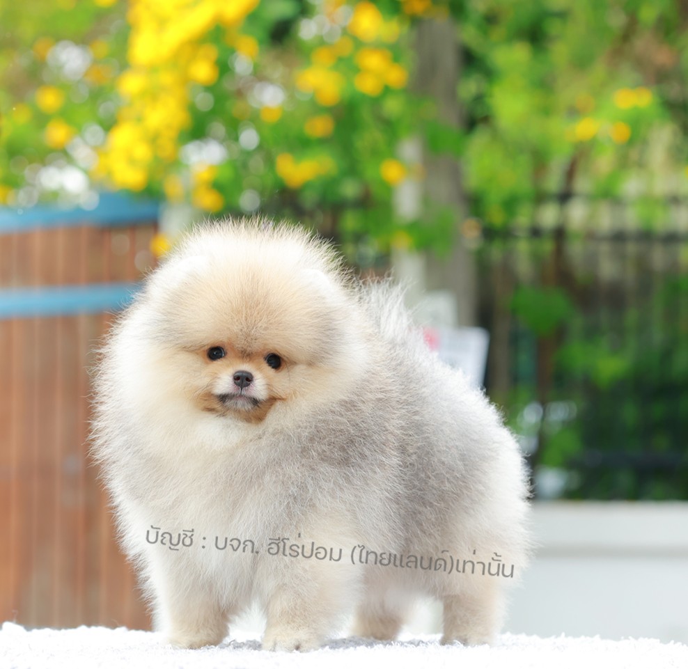 ปอมแท้ ปอมหน้าหมี HRM-10997 เพศชาย สีส้ม อายุ 2 เดือน ขนแน่น ขาใหญ่ กินเก่ง หน้า...