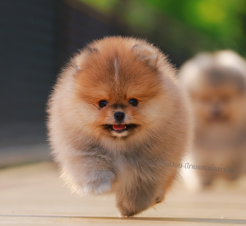 ปอมแท้ ปอมหน้าหมี HRM-10987 เพศชาย สีส้ม ตัวจิ๋วตัวเล็ก แก้มอ้วน น่าฟัดมาก ๆ ตอน...