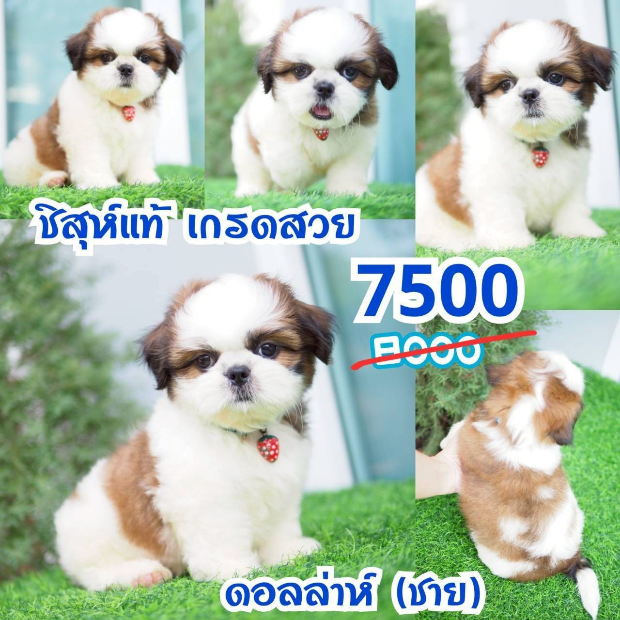 ชิสุแท้ กิ๊ฟซ่า