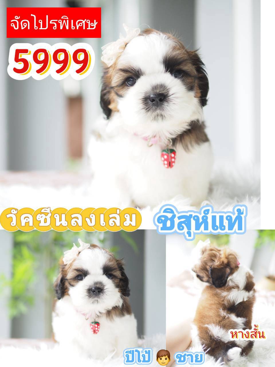 กิ๊ฟซ่า จัดโปร แท้