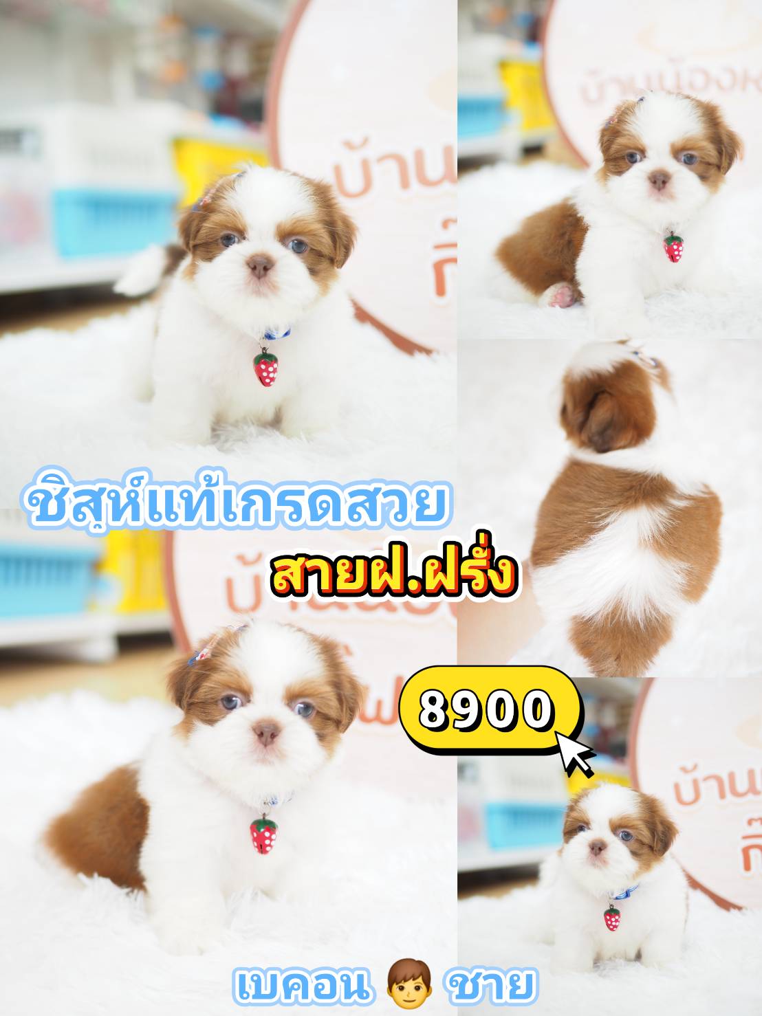 Shihtzu
