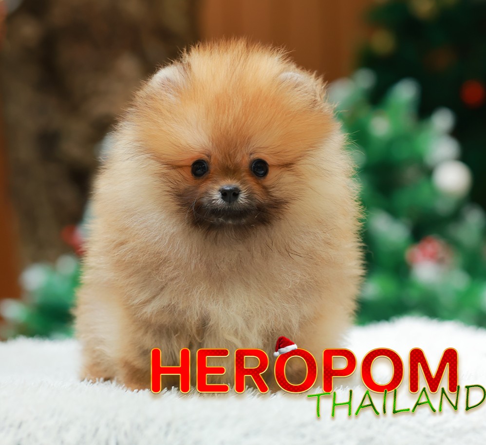 ปอมแท้ ปอมหน้าหมี HRM-10529 เพศชาย สีส้ม อายุ 2 เดือน ขนแน่น ขาใหญ่ กินเก่ง หน้า...