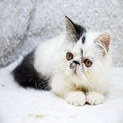 ขายลูกแมวเปอรเซีย สีแวนขาวดำ เพศผู้ 3 เดือนกว่า  5800.-