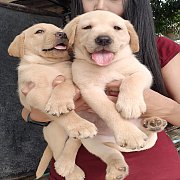 ขายลาบราดอร์ ผู้-เมีย รับประกันสุขภาพ