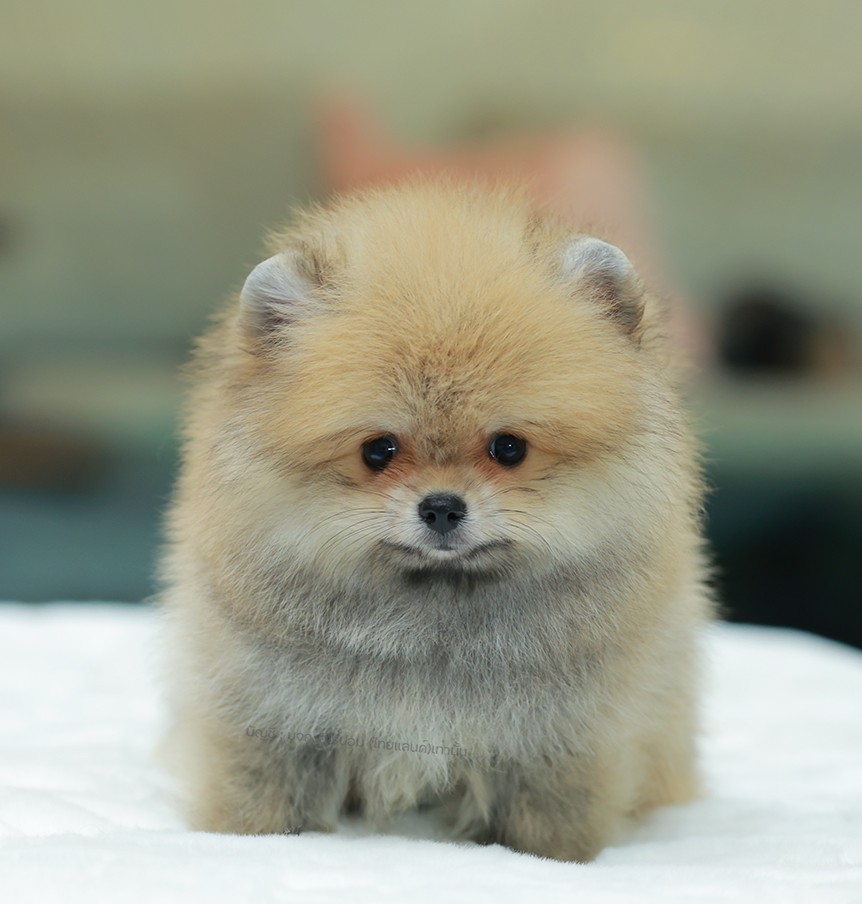 ปอมแท้ ปอมหน้าหมี HRM-10468 เพศชาย สีส้ม ตัวจิ๋วตัวเล็ก แก้มอ้วน น่าฟัดมาก ๆ ตอน...