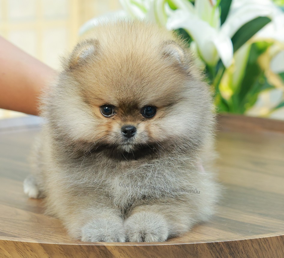 ปอมหน้าหมี ปอมแท้ ปอมเมอเรเนียน HRM-26513 เพศชาย สีส้ม อายุ 2 เดือน ตัวเล็ก ขาสั...