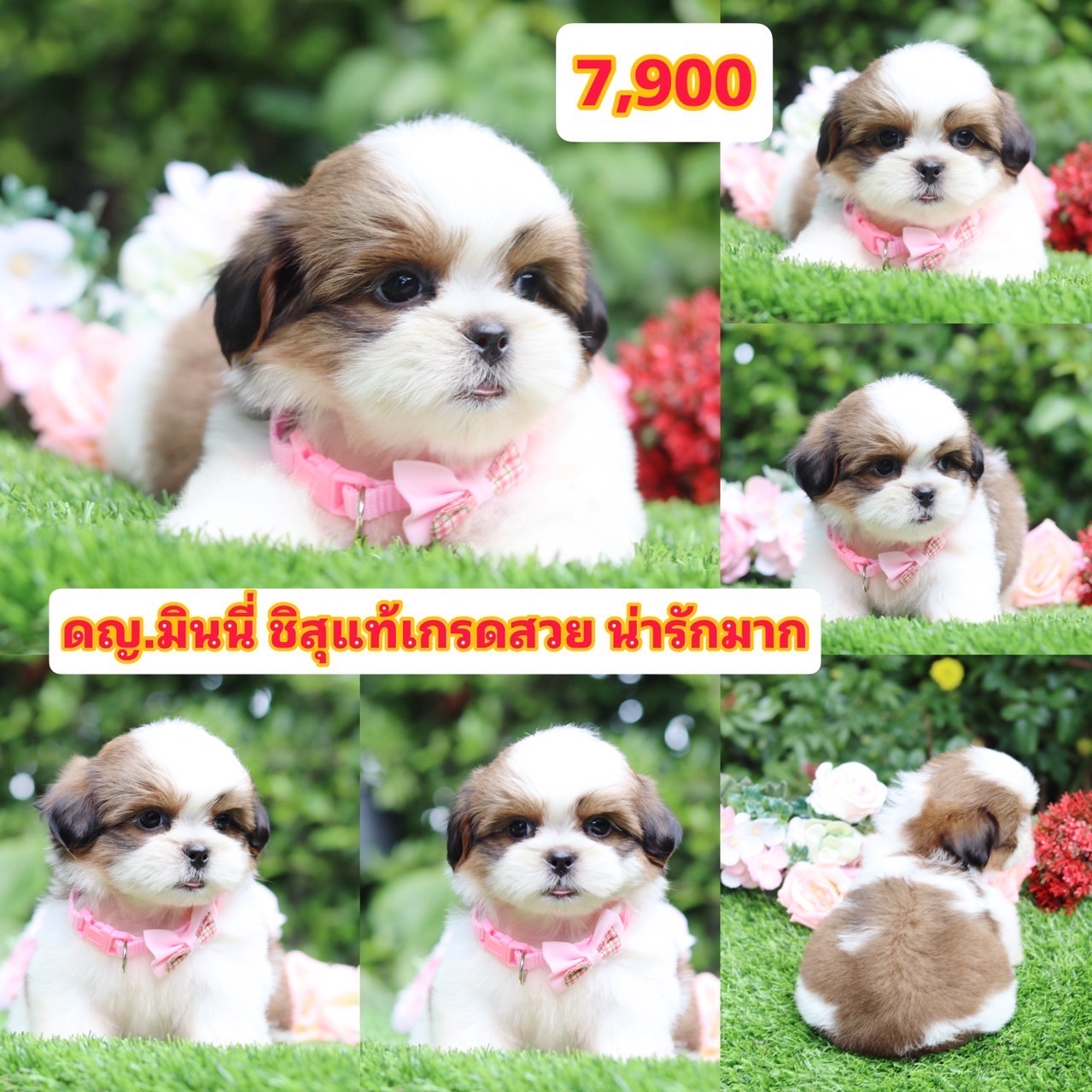 ชิสุแท้เกรดสวย