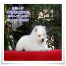 เปิดจำหน่ายแล้วเจแปนนิส สปิตซ์(Japanese Spitz) เกรดคุณภาพพร้อมจัดส่งฟรีครับ