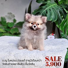 🐶ปอมแท้เพศเมีย🏠พร้อมย้ายบ้าน💉วัคซีน5โรคให้ฟรี🚗มี...