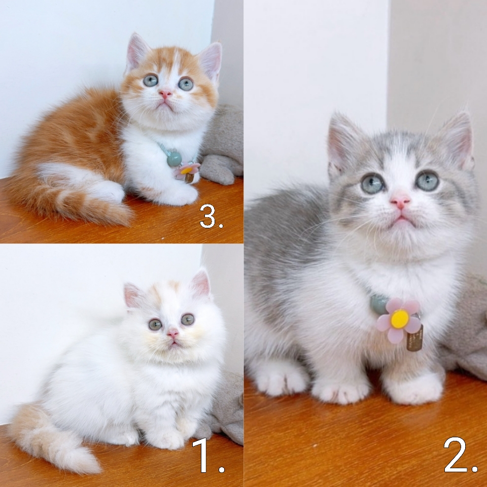 แมวมัชกิ้น แมวขาสั้น น่ารัก คุณภาพ
