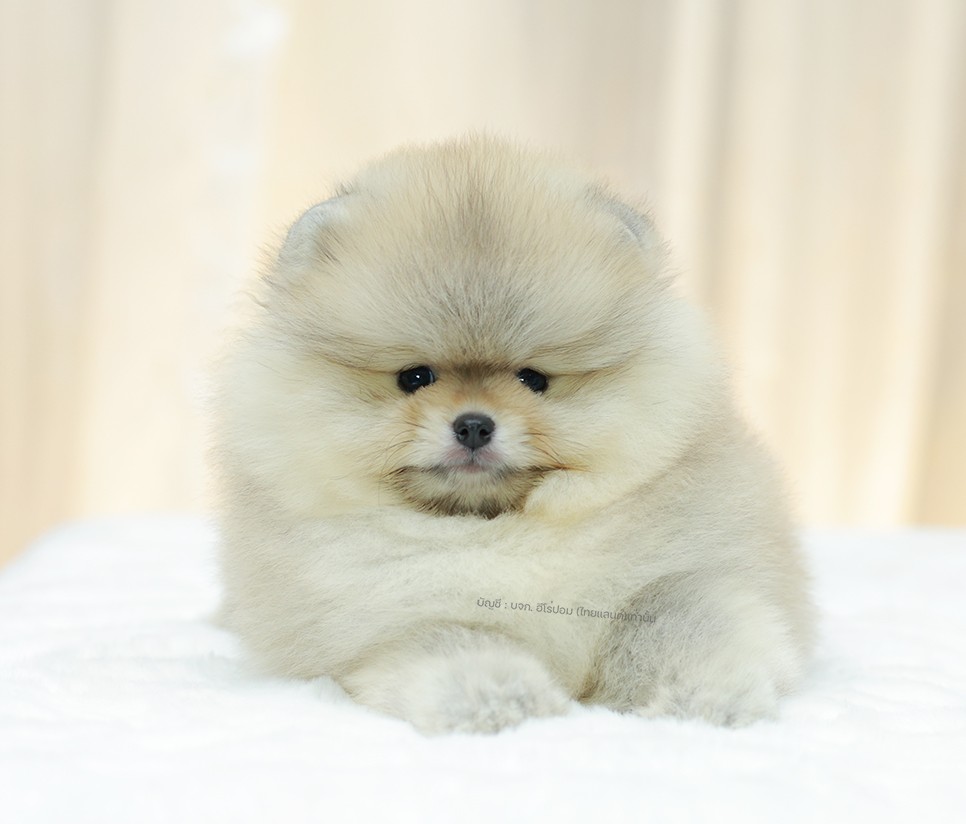 ปอมแท้ ปอมหน้าหมี HRF-10398 เพศหญิง สีส้ม ตัวจิ๋วตัวเล็ก แก้มอ้วน น่าฟัดมาก ๆ ตอ...