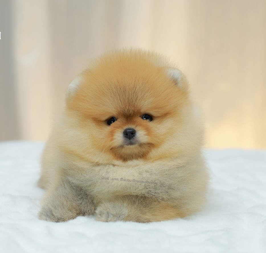 ปอมแท้ ปอมหน้าหมี HRF-10384 เพศหญิง สีส้ม ตัวจิ๋วตัวเล็ก แก้มอ้วน น่าฟัดมาก ๆ ตอ...