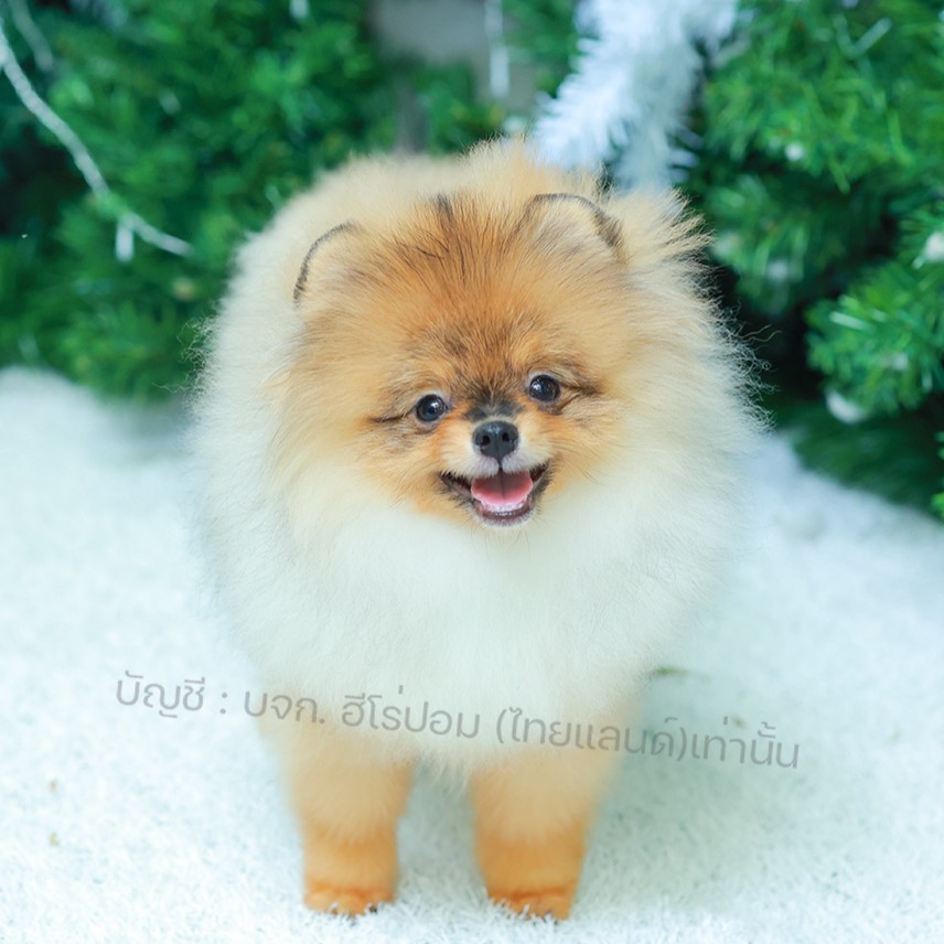 ปอมแท้ ปอมหน้าหมี HRM-68393 เพศชาย สีส้ม ตัวจิ๋วตัวเล็ก แก้มอ้วน น่าฟัดมาก ๆ ตอน...