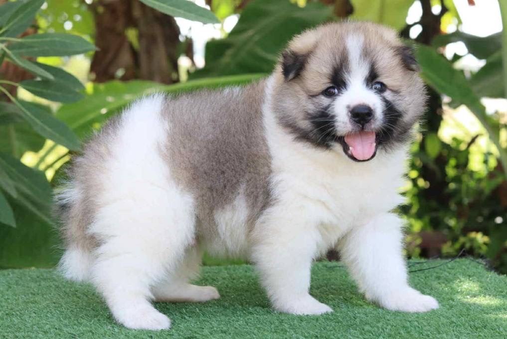 น้องบางแก้วมองหาอ้อมกอด