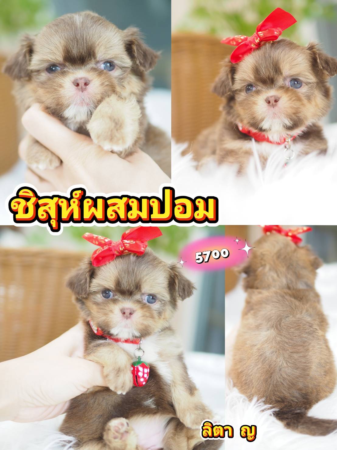 Shihtzu