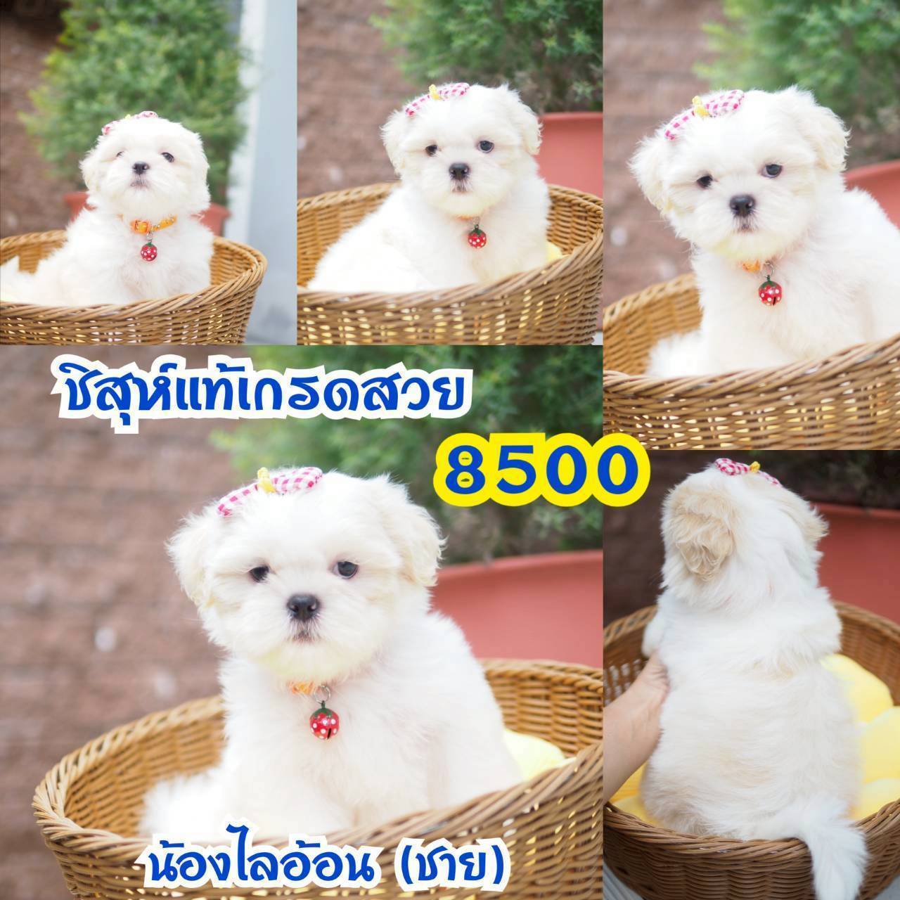 กิ๊ฟซ่า มาแล้ว ถูกและดี @kibzaa