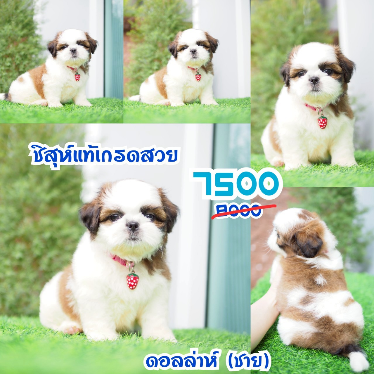 ชิสุแท้ กิ๊ฟซ่า