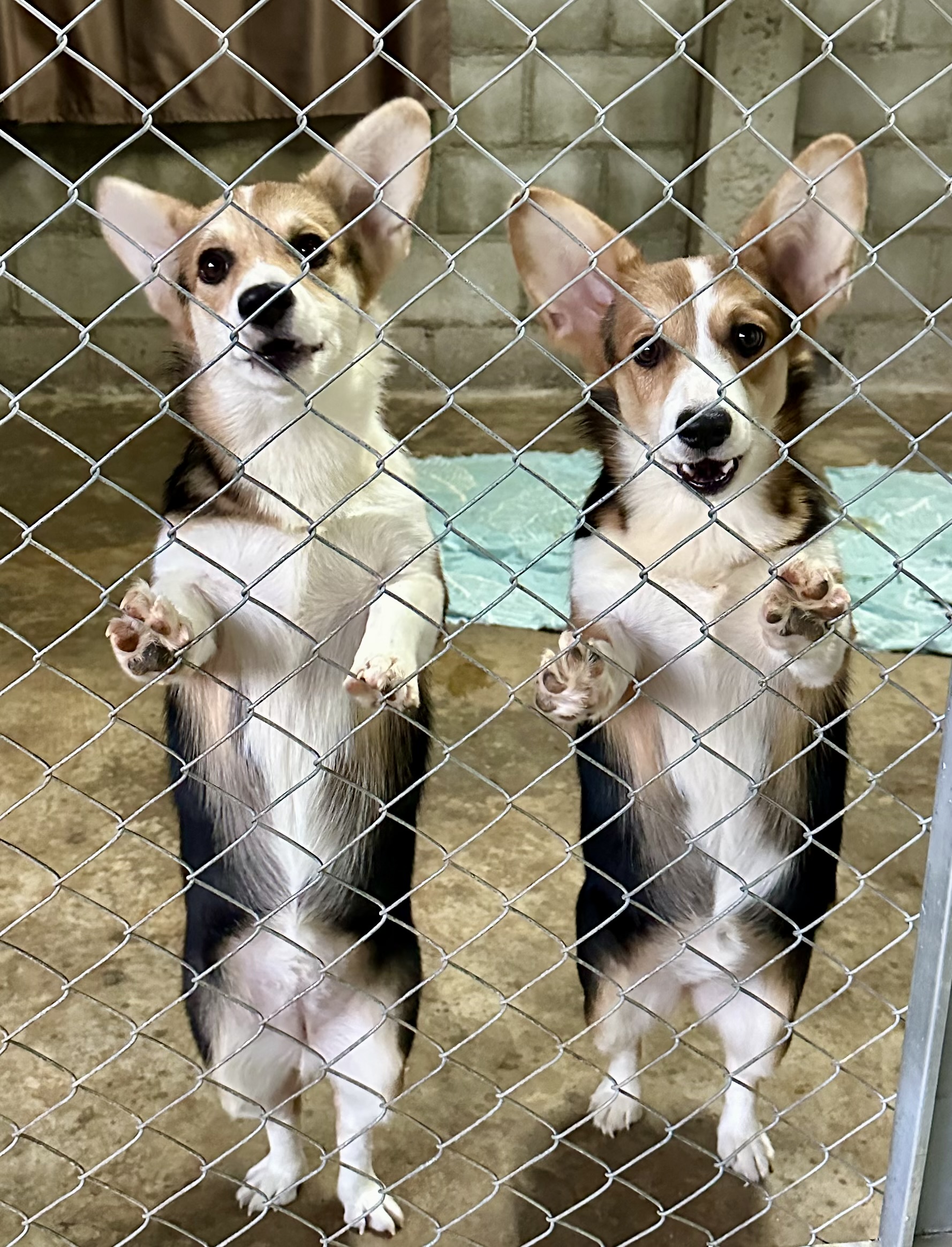 คอร์กี้น้อยสายเลือดรัสเซียแชมป์หาบ้านใหม่