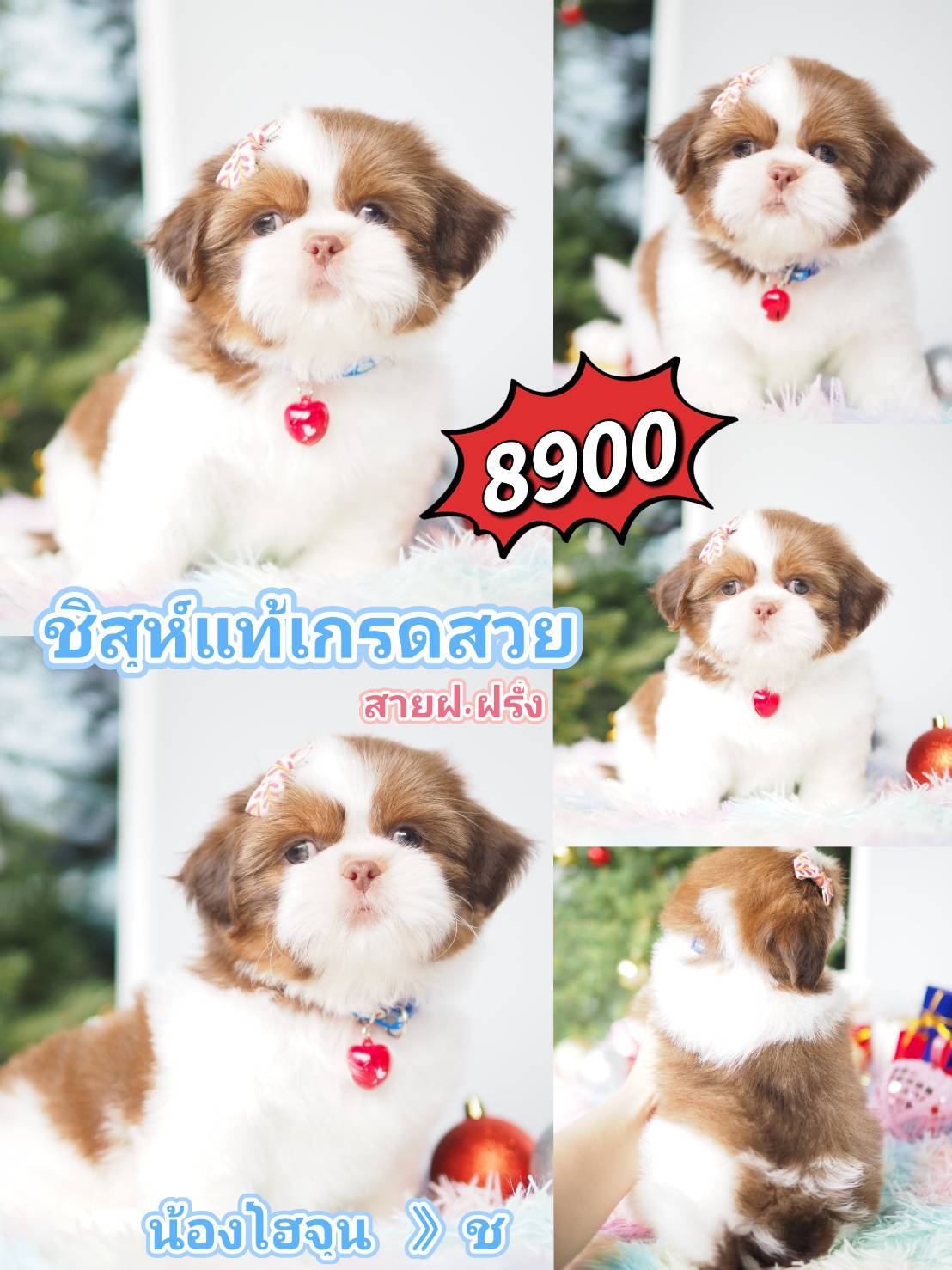 ชิสุ @kibzaa