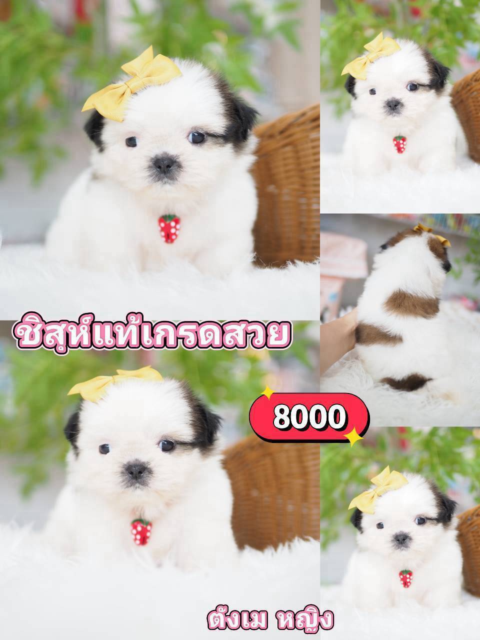 ชิสุห์แท้