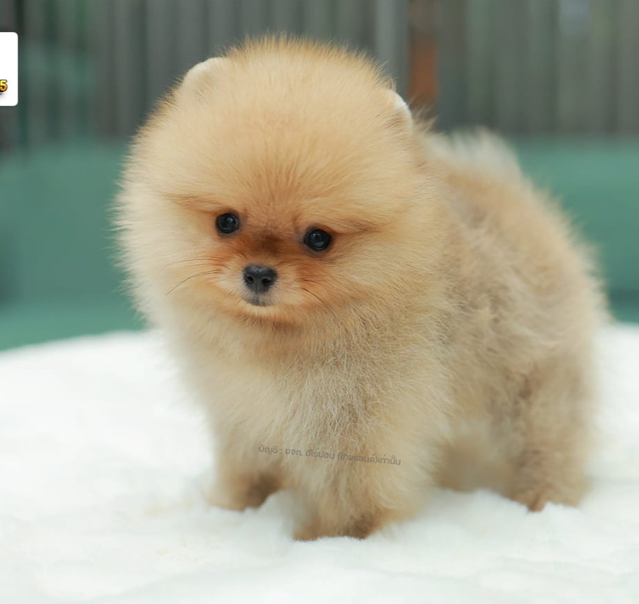 ปอมแท้ ปอมหน้าสั้น HRM-10838 เพศชาย สีส้ม หนุ่มฮอต หน้าตาน่ารัก น่าเอ็นดูมาก ๆ แ...