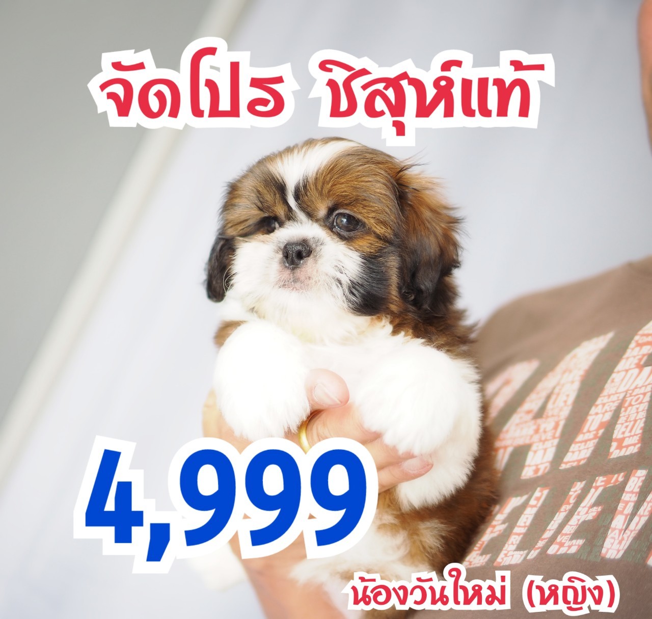 Shihtzu กิ๊ฟซ่า