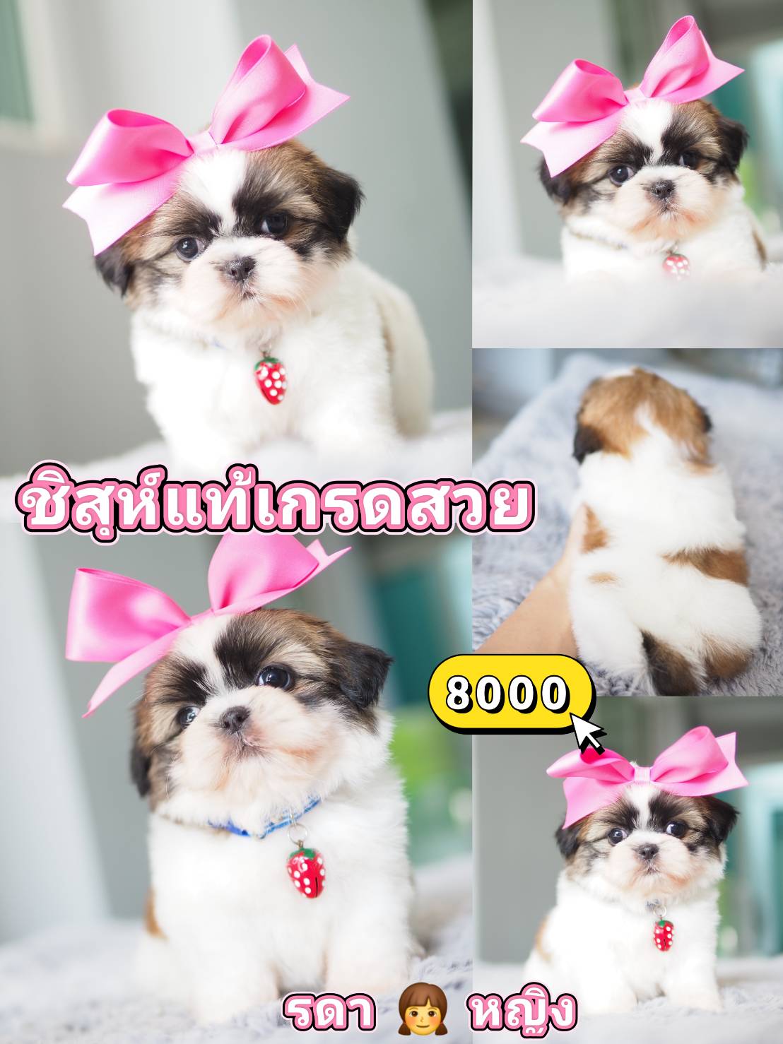 Shihtzu
