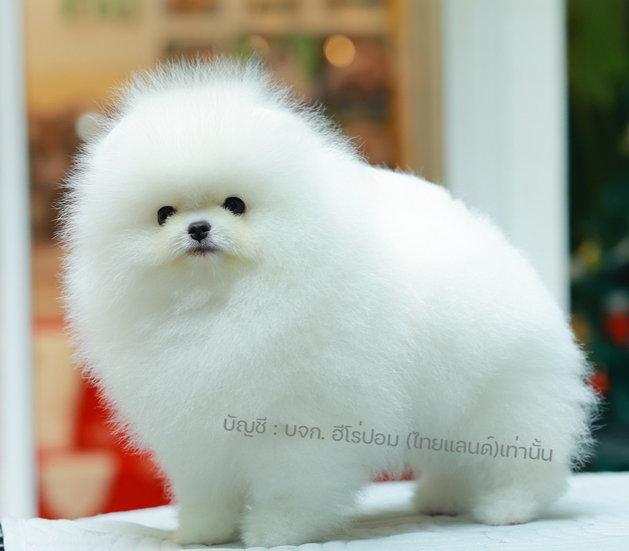 ปอมแท้ ปอมหน้าหมี HRM-10466 เพศชาย สีขาว ตัวจิ๋วตัวเล็ก แก้มอ้วน น่าฟัดมาก ๆ ตอน...