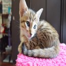 Savannah kittens F5 (TICA)