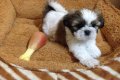 Millionaire Kennel: น้อง"Siri"ลูกชิสุห์ เพศเมีย สี Gold and white ส า...