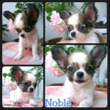 (จองแล้ว)ลดราคา Noble ด.ช. โนเบิ้ล น่าตาน่ารัก สีแฟนซี มีสายช็อก เพ็ดเต็มใบ วัคซ...