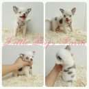 LITTLE DOG'S FARM : น้องได้บ้านใหม่แล้วค่ะ ราคาพิเศษ มีคลิปให้ชมค่ะ