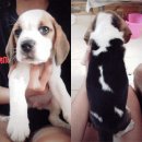 Beagle แท้ , เลี้ยงบ้าน กรุงเทพ :) [น้องน่ารักมาก]M3