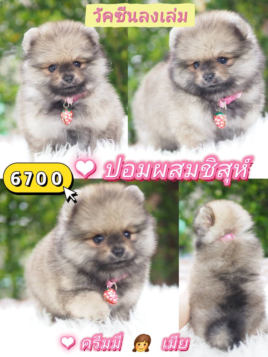 กิ๊ฟซ่า วัคซีน ❣️