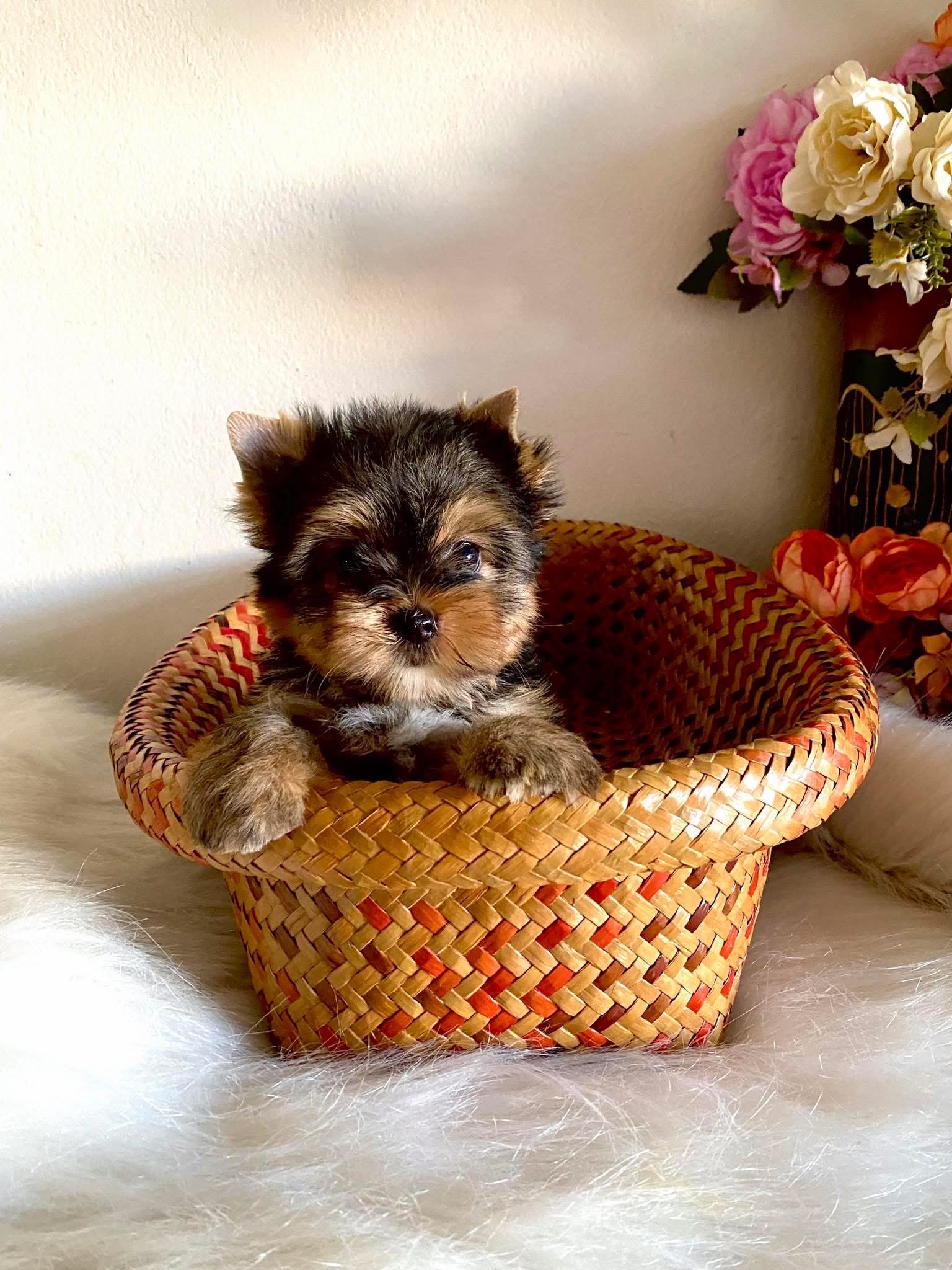 ยอร์คเชียร์เพศผู้ ไซด์ทอย