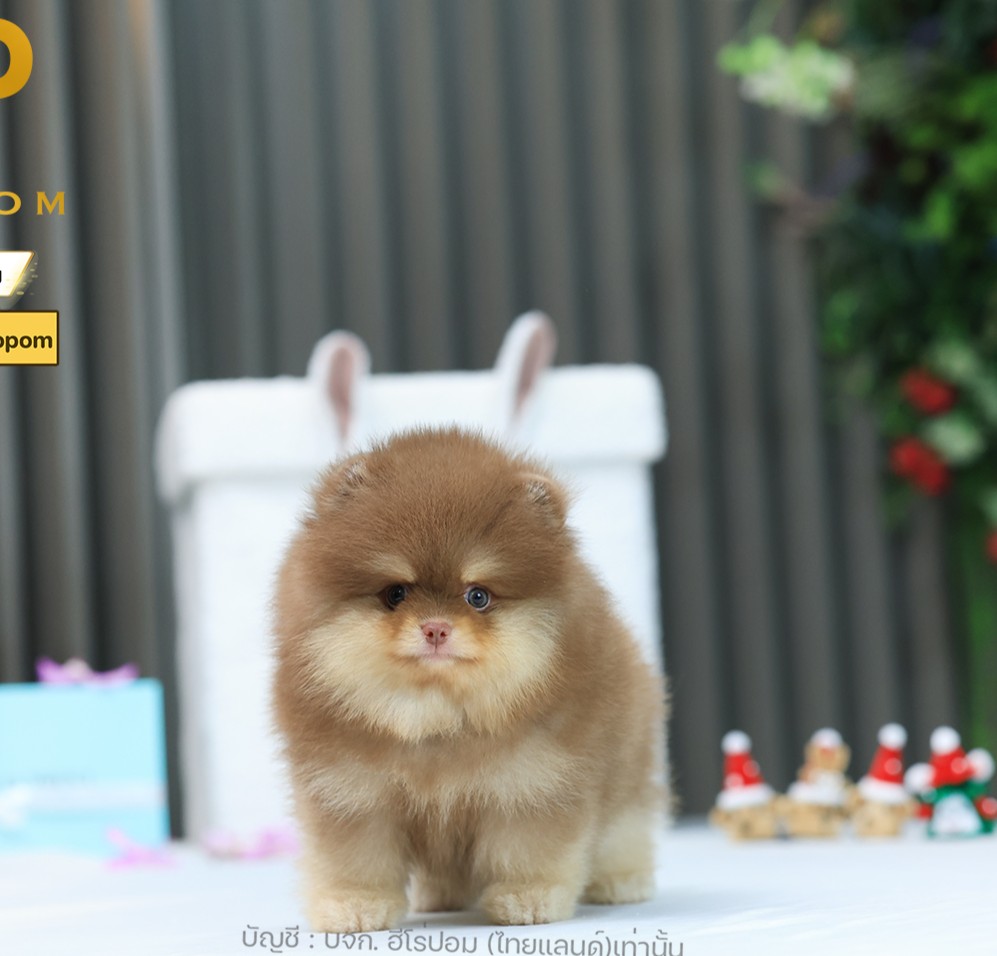 ปอมแท้ ปอมหน้าหมี HRM-10711 เพศชาย สีช็อกแทน อายุ 2 เดือน ขนแน่น ขาใหญ่ กินเก่ง...