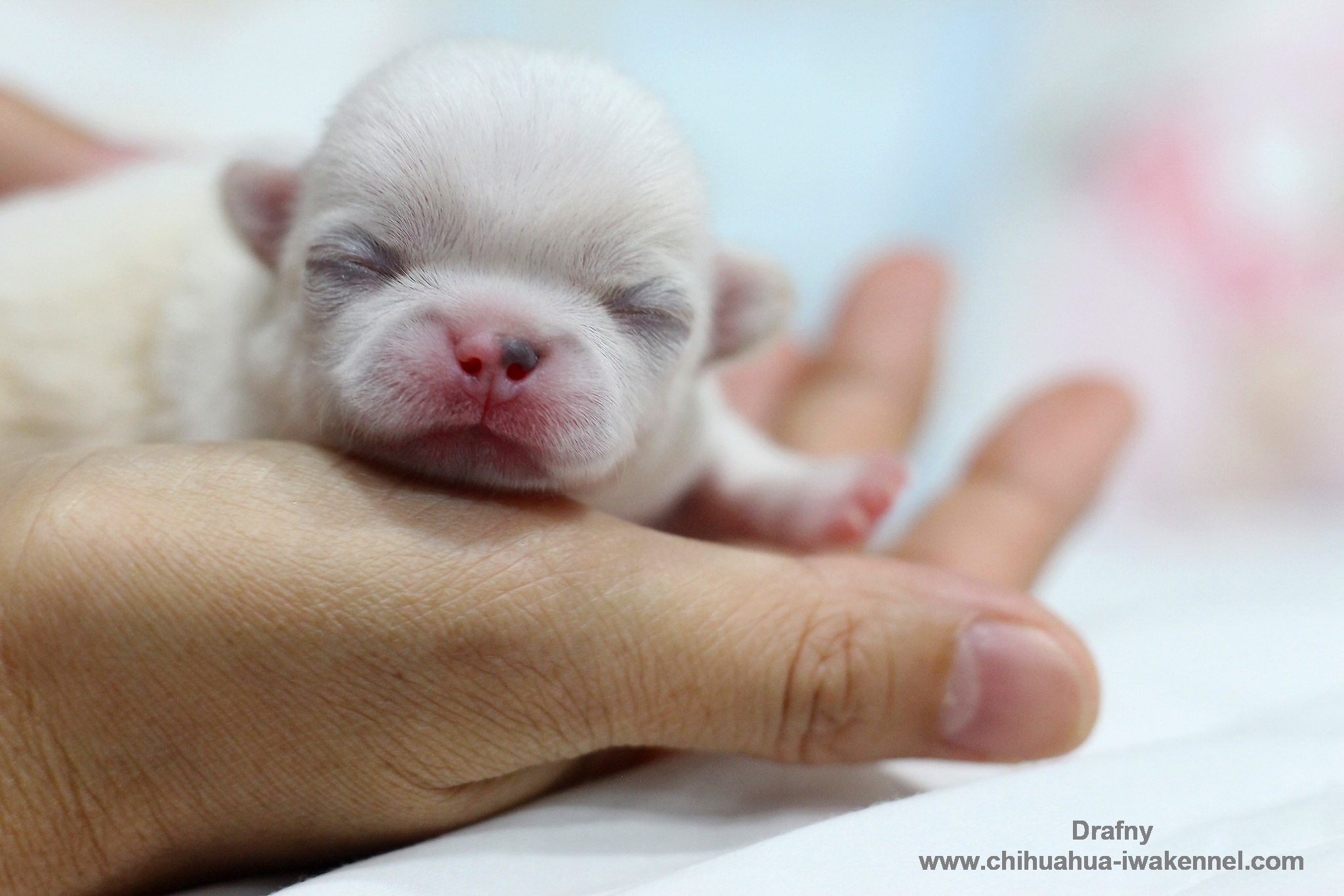 ขายลูกสุนัขชิวาวา