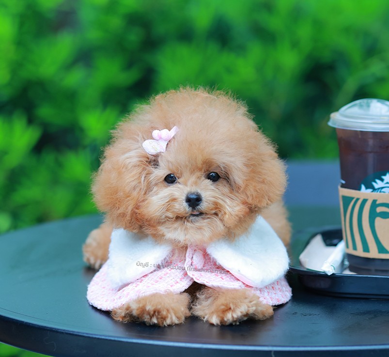 บิซองพู BCF-95914 เพศหญิง สีแชมเปญ อายุ 2 เดือน ตัวเล็ก ขาสั้น หน้าสั้น ขนแน่นฟู