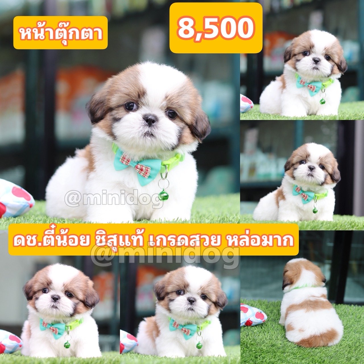 ชิสุแท้เกรดสวย