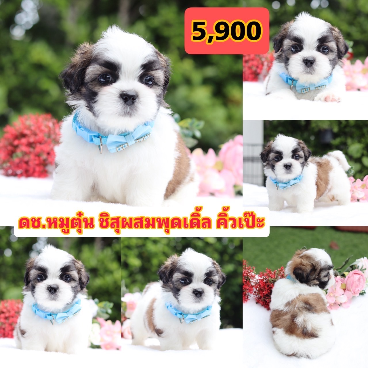 ชิสุผสมพุดเดิ้ล