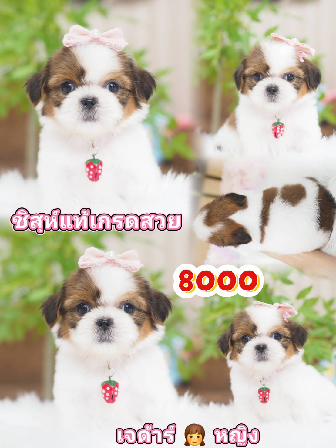ชิสุแท้ กิ๊ฟซ่า