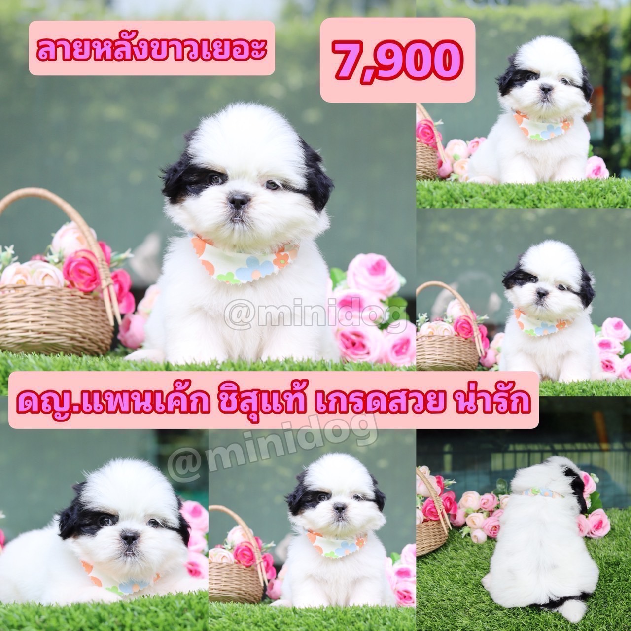 ชิสุแท้เกรดสวย