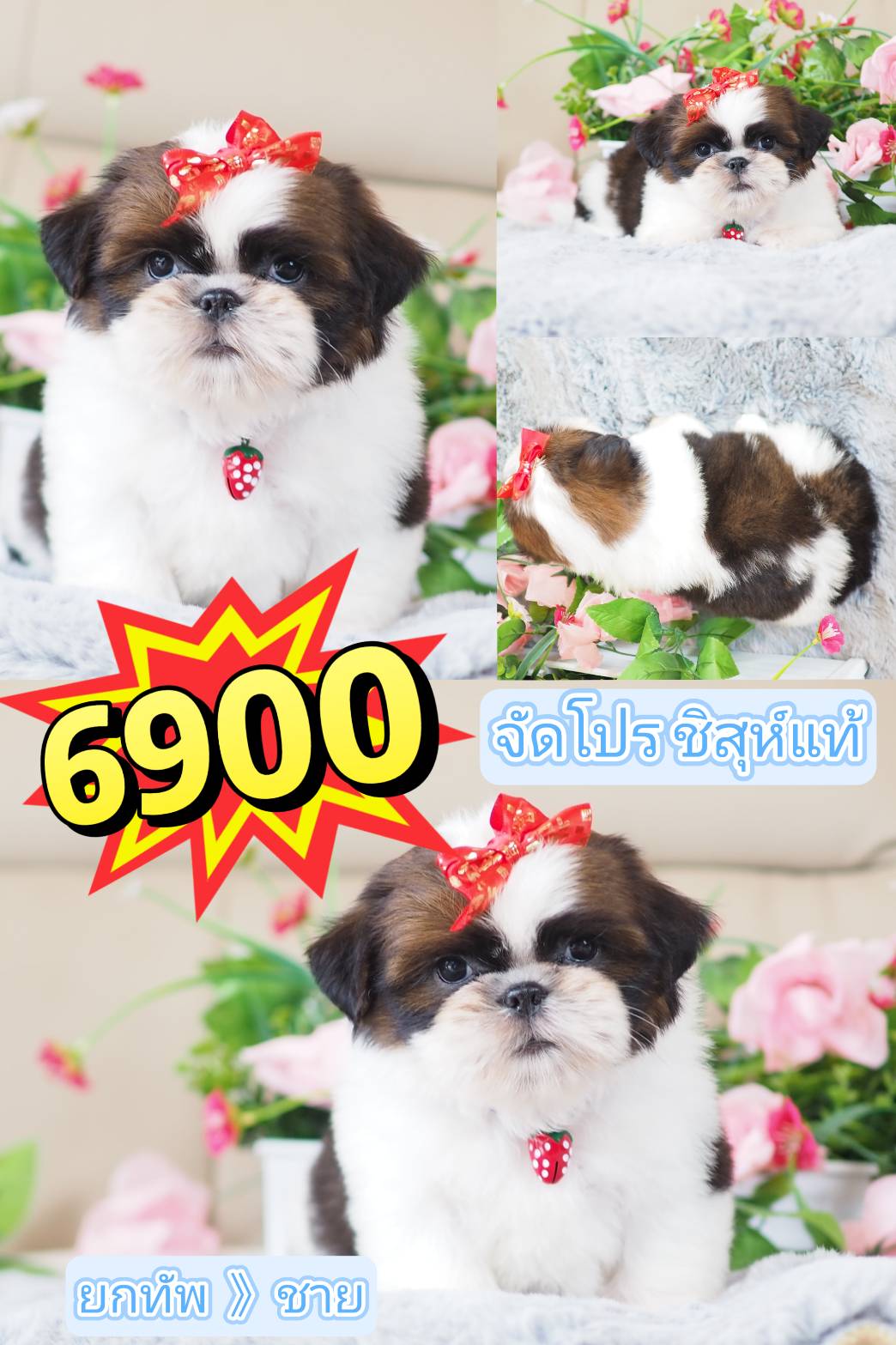 Shihtzu  6900