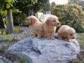 Golden Puppy ลูกสุนัขโกลเด้น รีทรีฟเวอร์ ตัวผู้ 5 ตัวเมีย 2 โทร.081-8274126