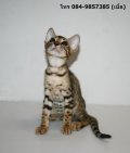 ((((( *** ขายแมว เบงกอล พันธุ์แท้ เพศเมีย ( Bengal Cat ,Spotted/Rosetted ,female...